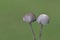 Coprinellus disseminatus known as the fairy inkcap, fairy bonnet is a species of agaric fungus in the family Psathyrellaceae.