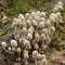 Coprinellus disseminatus mushrooms