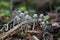 Coprinellus disseminatus mushrooms