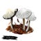 Coprinellus impatiens mushroom closeup digital art illustration. Boletus has deep narrow grooves in cap. Fungus has white fruit