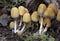 Coprinellus micaceu.The fruit bodies of the grow in clusters on or near rotting hardwood tree stumps or underground tree roots