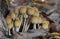 Coprinellus micaceu.The fruit bodies of the grow in clusters on or near rotting hardwood tree stumps or underground tree roots