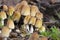 Coprinellus micaceus is a common and beautiful mushroom. Easily recognized by the yellow-brown caps