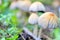 Coprinellus micaceus, Coprinus micaceus, commonly known as Glistening Inkcap, wild mushrooms