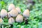 Coprinellus micaceus, Coprinus micaceus, commonly known as Glistening Inkcap, wild mushrooms