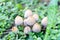 Coprinellus micaceus, Coprinus micaceus, commonly known as Glistening Inkcap, wild mushrooms