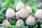 Coprinellus micaceus, Coprinus micaceus, commonly known as Glistening Inkcap, wild mushrooms