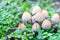 Coprinellus micaceus, Coprinus micaceus, commonly known as Glistening Inkcap, wild mushrooms