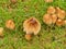 Coprinellus micaceus - Glistening Inkcap mushroom, found growing in the UK