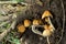 Coprinellus micaceus. Group of mushrooms on woods in nature