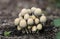 Coprinellus micaceus, shiny cap, mica cap