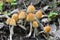 Coprinellus saccharinus mushrooms, inkcap