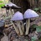 Coprinopsis atramentaria mushroom