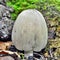 Coprinopsis atramentaria mushroom