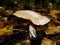 Coprinopsis mushroom between colorful leaves in autumn forest