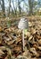 Coprinopsis picacea called magpie mushroom or magpie fungus or magpie inkcap fungus in the undergrowth in autumn