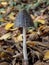 Coprinopsis picacea known as the magpie mushroom, magpie fungus, or magpie inkcap fungus
