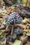 Coprinopsis picacea, magpie fungus, mushroom