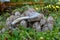 Coprinus atramentarius or Common Inkcap