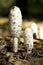 Coprinus comatus