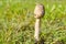 Coprinus comatus. Amanita pantherina toxic poisonous mashrooms.