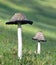 Coprinus Comatus with black liquid