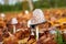 Coprinus Comatus is a comestible mushroom growing in autumn