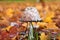 Coprinus Comatus is a comestible mushroom growing in autumn