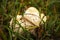 Coprinus comatus. Coprinopsis atramentaria. Shaggy mushroom. Mushrooms growing on a lawn with autumn grass. Grass with dew.