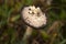 Coprinus comatus. Coprinopsis atramentaria. Shaggy mushroom. Mushrooms growing on a lawn with autumn grass. Grass with dew.