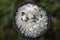 Coprinus comatus. Coprinopsis atramentaria. Shaggy mushroom. Mushrooms growing on a lawn with autumn grass. Grass with dew.