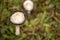 Coprinus comatus. Coprinopsis atramentaria. Shaggy mushroom. Mushrooms growing on a lawn with autumn grass. Grass with dew.