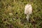 Coprinus comatus. Coprinopsis atramentaria. Shaggy mushroom. Mushrooms growing on a lawn with autumn grass. Grass with dew.