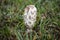 Coprinus comatus. Coprinopsis atramentaria. Shaggy mushroom. Mushrooms growing on a lawn with autumn grass. Grass with dew.