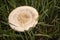 Coprinus comatus. Coprinopsis atramentaria. Shaggy mushroom. Mushrooms growing on a lawn with autumn grass. Grass with dew.