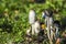 Coprinus comatus on green grass on a beautiful sunny day.