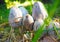 Coprinus comatus group close up. Young poisonous mushrooms in the forest, macro