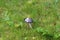 Coprinus comatus, a mushroom shaggy inkcap on green grass covered with dew drops