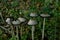 Coprinus comatus or Shaggy Inkcap.