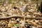 Coprinus conatus mushroom