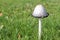 Coprinus Mushroom Growing in the Grass on the Lawn