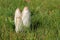 Coprinus Mushroom Growing in the Grass on the Lawn