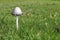Coprinus Mushroom Growing in the Grass on the Lawn
