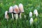 Coprinus Mushrooms Growing in the Grass on the Lawn