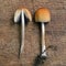 Coprinus saccharinus mushroom