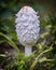 Coprinus is a small genus of mushroom-forming fungi consisting of Coprinus comatus - the shaggy ink cap or shaggy mane