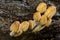 Coprinus xanthothrix Fungi