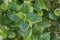 Coprosma repens or mirror bush plant