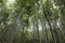 Copse of bamboo in forest