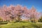 Copse of blooming cherry trees in a charming residential area. Group of enchanting Sakura trees covered by pink cherry flowers